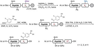 Synthesis and Characterization of Phenylboronic Acid-Modified Insulin With Glucose-Dependent Solubility